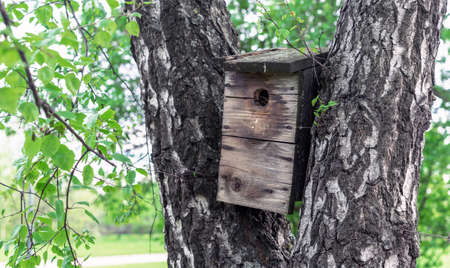 Old wooden birdhouse on a tree trunk.の写真素材