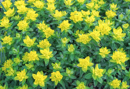 Yellow-green flowers of Euphorbia myrsinites or myrtle spurge in a spring garden.の写真素材