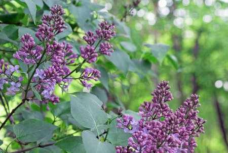 Twigs of blooming lilacs in a spring park.の写真素材