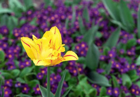 Yellow tulip with a red border on a background of purple flowers.