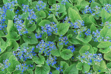 Blue forget-me-not or Myosotis alpestris flowers against a background of green foliage.の写真素材