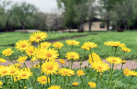 Yellow meadow chamomiles on a green field with a rustic house.の写真素材