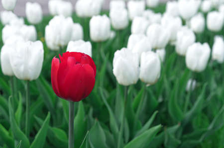Red tulip in a flowerbed with white tulips.の写真素材