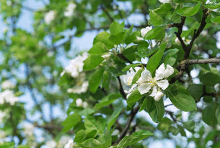 White flowers of the apple tree. Blooming apple tree. Apple blossom.の写真素材