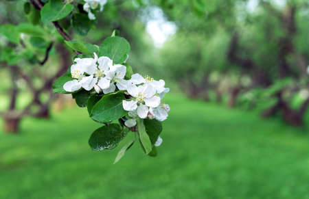 Branch with a blossoming apple tree against the background of an orchard.の写真素材