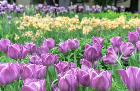 Flower bed with purple tulips in a spring garden.の写真素材
