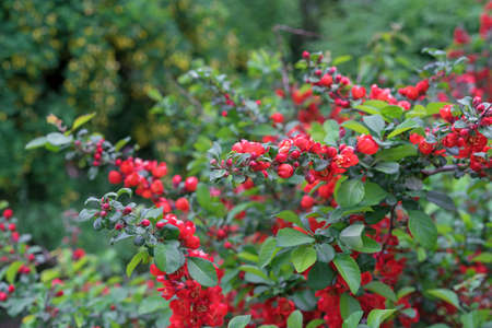 Spring flowering of red Japanese quince Chaenomeles speciosa.の写真素材