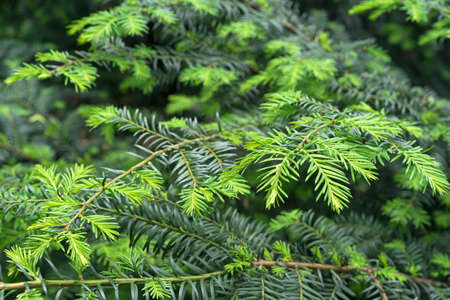 Siberian evergreen spruce with young shoots. Needles spruce.の写真素材