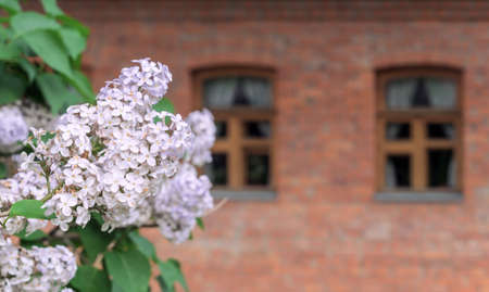 Branches of blooming lilacs on the background of a brick house with windows.の写真素材
