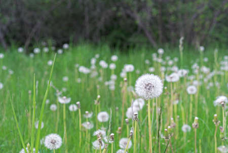 White fluffy dandelions on a green lawn.の写真素材