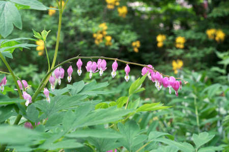 Pink flowers bleeding heart or lamprocapnos spectabilis.の写真素材