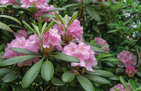 Pink rhododendron flowers bloomed in the spring garden.の写真素材