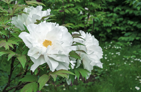 White flowers of peonies with green foliage. Blooming peonies.の写真素材