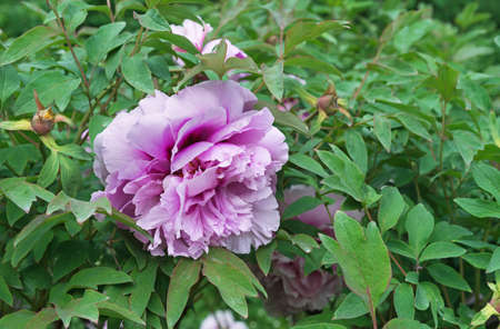 Lilac peony flower with green foliage. Blooming peonies.の写真素材
