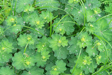 Leaves and inflorescences of alchemilla or common cuff with water drops.の写真素材