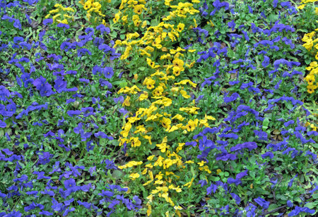 Violet-yellow pansies bloom on a flower bed in a summer garden.の写真素材