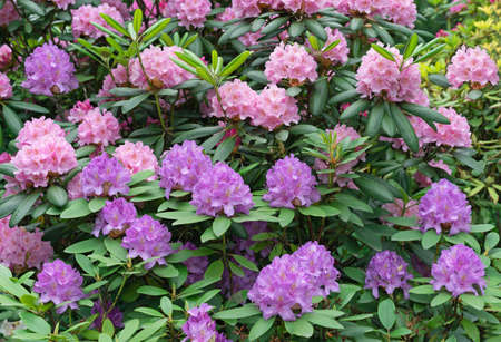 Lilac and pink flowers of the hybrid rhododendron. Background from rhododendrons.の写真素材