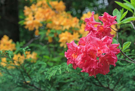 Red rhododendron flowers bloomed in the spring garden.の写真素材