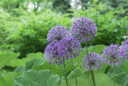 Round purple heads of the giant onion lat. Allium giganteum.の写真素材