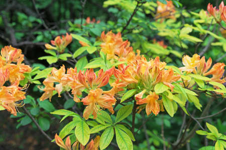 Orange flowers of Japanese rhododendron, azalea in the spring garden.の写真素材