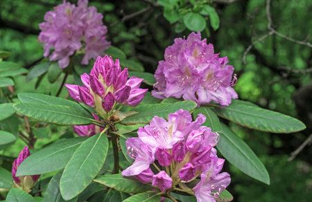 Pink rhododendron flowers bloomed in the spring garden.の写真素材
