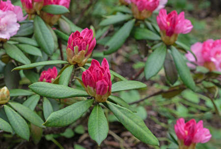 Closed bud of pink rhododendron. The beginning of flowering of rhododendrons.の写真素材