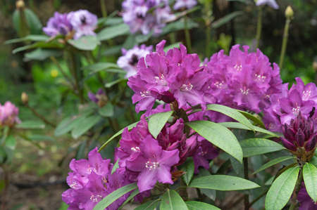 Violet flowers of hybrid rhododendron, azaleas bloom in the spring garden.の写真素材