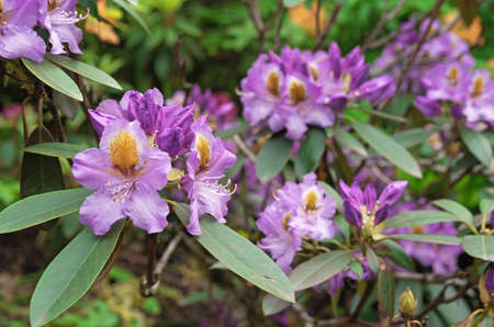Violet flowers of hybrid rhododendron, azaleas bloom in the spring garden.の写真素材
