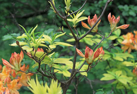 Orange flowers of Japanese rhododendron, azalea in the spring garden.の写真素材