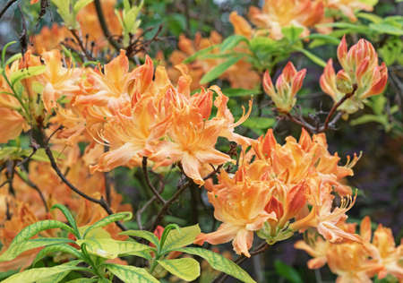 Orange flowers of Japanese rhododendron, azalea in the spring garden.の写真素材