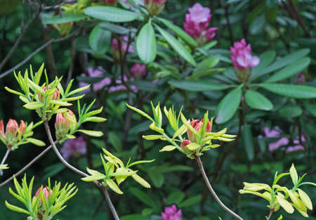 Closed bud of pink rhododendron. The beginning of flowering of rhododendrons.の写真素材