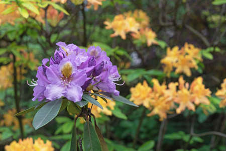 Violet flowers of hybrid rhododendron, azaleas bloom in the spring garden.の写真素材