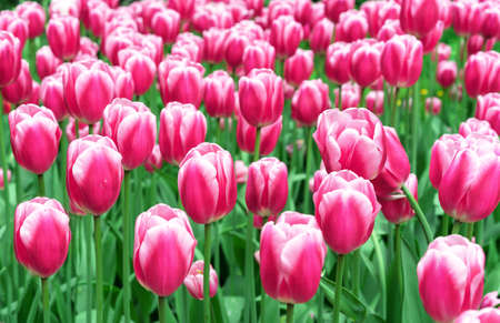 Pink tulips with white stripes in a flowerbed with multi-colored tulips.の写真素材