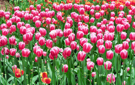 Pink tulips with white stripes in a flowerbed with multi-colored tulips.の写真素材