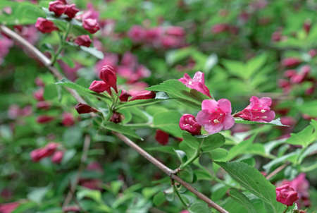 Flowering Weigela. Weigela Japonica low-growing shrub with red and pink flowers.の写真素材