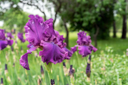 Purple iris flowers. Blooming irises in the summer garden.の写真素材