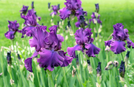 Purple iris flowers. Blooming irises in the summer garden.