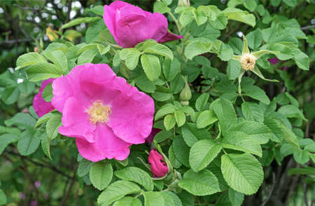 Rose hip flowers. Wild Rose. Rose hip during flowering.の写真素材