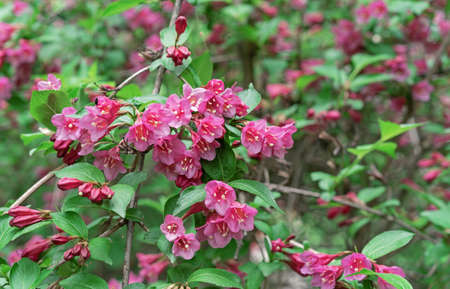 Flowering Weigela. Weigela Japonica low-growing shrub with red and pink flowers.の写真素材