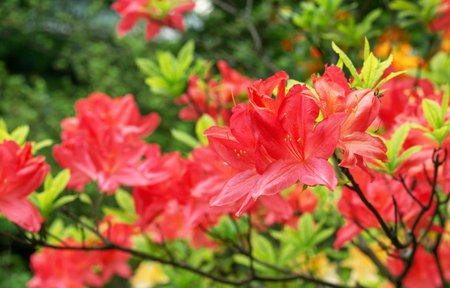 Red rhododendron flowers bloomed in the spring garden.の写真素材