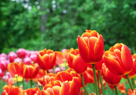 Orange tulips with yellow border in the spring garden.の写真素材