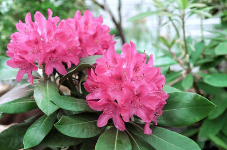 Pacific pink rhododendron (Rhododendron macrophyllum) is a large-leaved species of rhododendron native to the Pacific coast of North America.の写真素材