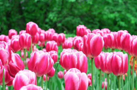 Pink tulips with white stripes in a flowerbed with multi-colored tulips.の写真素材