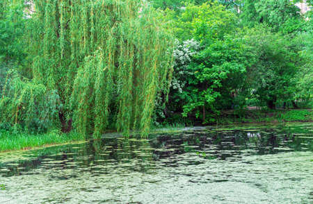 Weeping willow over a lake in a summer park.の写真素材