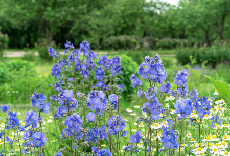Purple polymonium flowers known as Jacob's-ladder or Greek valerian.の写真素材