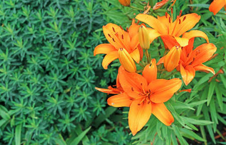 Blooming orange lily or oriental stargazer lily against a background of green foliageの写真素材