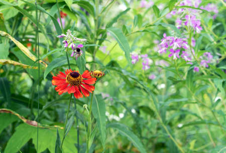 Blooming red gelenium 'Moerheim Beauty' in the summer gardenの写真素材