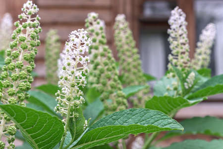 Bloom Phytolacca americana, also known as the American pokeweed is a poisonous, herbaceous, perennial plantの写真素材