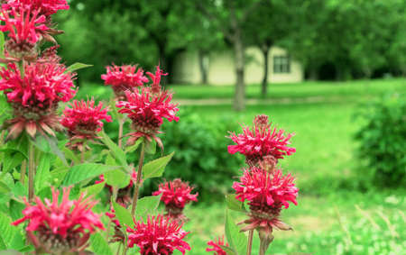 Red monarda flowers. Bergamot herb, American lemon balm, Indian nettle, Oregon tea, bee balm, horse mint.の写真素材