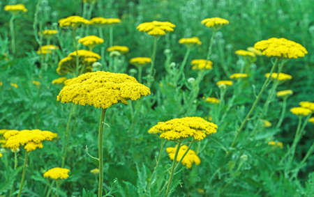 Field with flowering yellow yarrow Achillea filipendulinaの写真素材